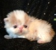 Persian kittens for sale